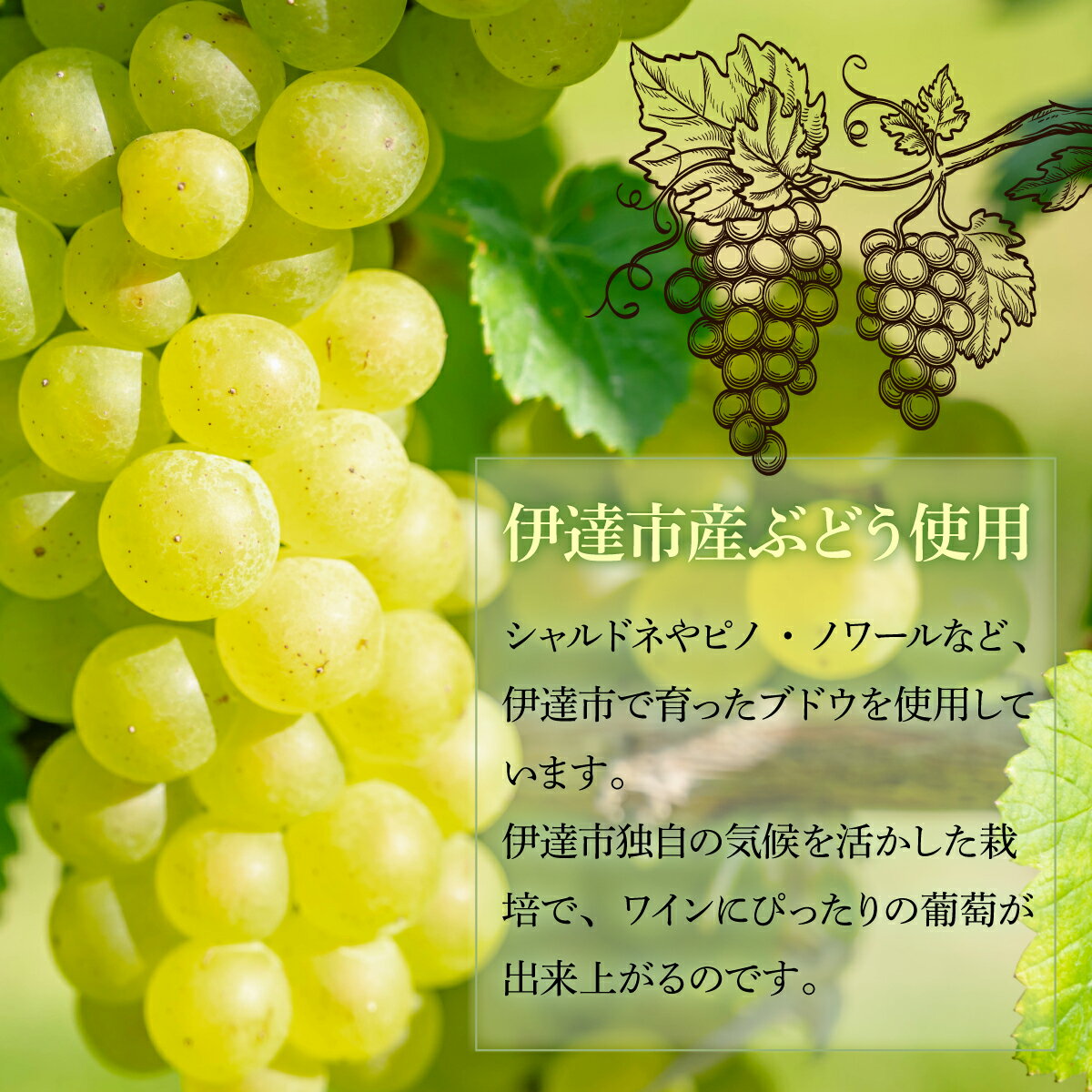 【ふるさと納税】北海道 伊達スパークリングワイン 750ml 1本 2024年産 限定醸造 スパークリングワイン ワイン 葡萄 ぶどう ブドウ 醸造 ヴィンテージ 白ワイン お酒 酒 アルコール 発泡酒 シャルドネ ピノ・ノワール 晩酌