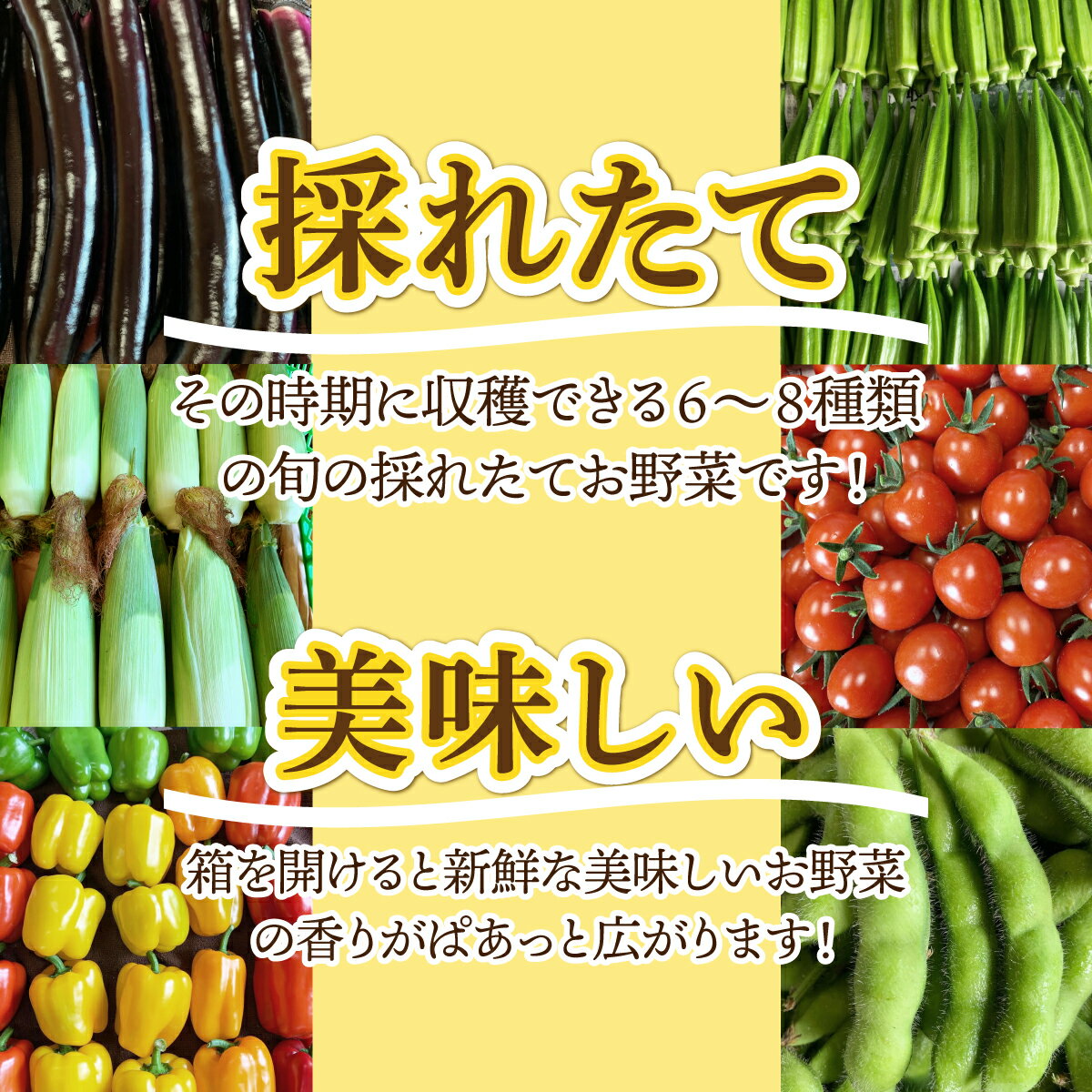 【ふるさと納税】【2026年発送】 先行予約 新鮮採れたて！旬の伊達野菜セット（6～8種）【オンライン決済限定】55250703