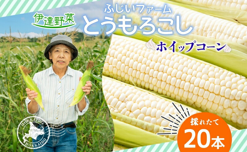 【ふるさと納税】北海道産 とうもろこし ホワイト 雪の妖精 20本 Lサイズ トウモロコシ とうきび コーン スイートコーン 旬 新鮮 朝採り 産地直送 国産 野菜 農作物 甘い 白い 人気 BBQ ふじいファーム 送料無料　【 伊達市 】　お届け：2024年7月下旬～10月上旬