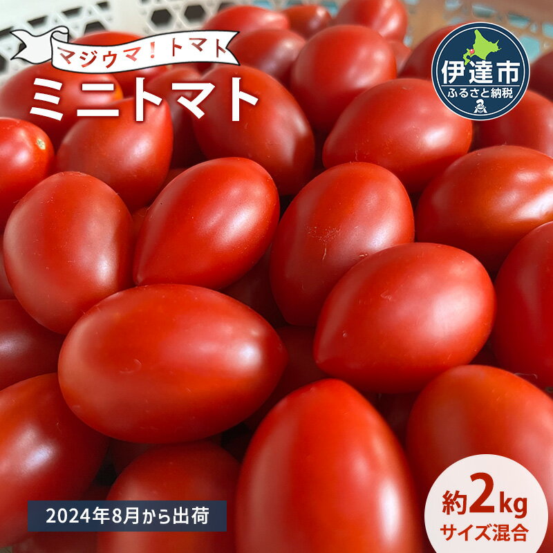 ◆2024年8月より順次出荷◆北海道 伊達 岡本園芸 ミニトマト 高糖度 約2kg[マジウマ!トマト] [ 野菜 北海道産 緑黄色野菜 栄養豊富 旨味 日持ち 朝採れ 採れたて 新鮮 直送 ] お届け:2024年8月上旬〜9月末頃