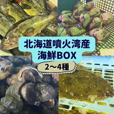 北海道 伊達 噴火湾 水揚げ 今野水産 新鮮 活締め 海鮮 BOX 2〜4種セット [ 魚介類 海鮮 美味しい 海産物 厳選 旬の魚介 活締め 詰め合わせ カレイ ヒラメ ]