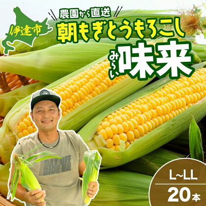 北海道 伊達産 新鮮 朝採り とうもろこし 味来 L～LLサイズ 20本 takke farm 農園 直送 イエロー種 スイートコーン とうきび　【 野菜 高糖度 柔らかい イエロー系 美味しい 】　お届け：2024年8月上旬～8月末頃