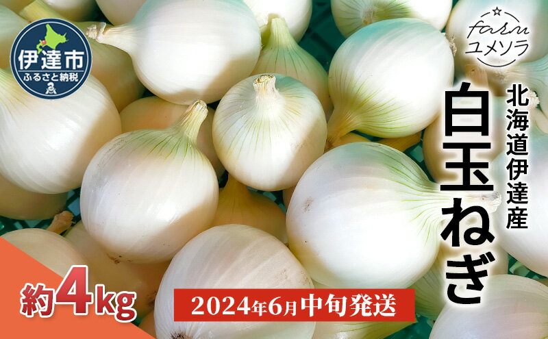 【ふるさと納税】【2024年6月中旬発送】白玉ねぎ 4kg 北海道 伊達産 タマネギ 玉葱 サラダ　【 野菜 北海道野菜 シャキシャキ 甘み 辛みが少ない 】　お届け：2024年6月上旬～6月末日