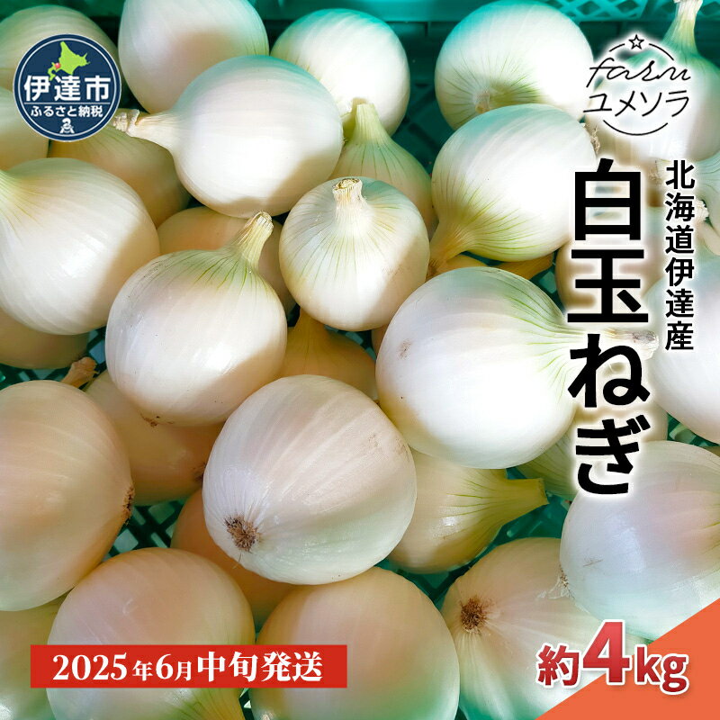 [2024年6月中旬発送]白玉ねぎ 4kg 北海道 伊達産 タマネギ 玉葱 サラダ [ 野菜 北海道野菜 シャキシャキ 甘み 辛みが少ない ] お届け:2024年6月上旬〜6月末日