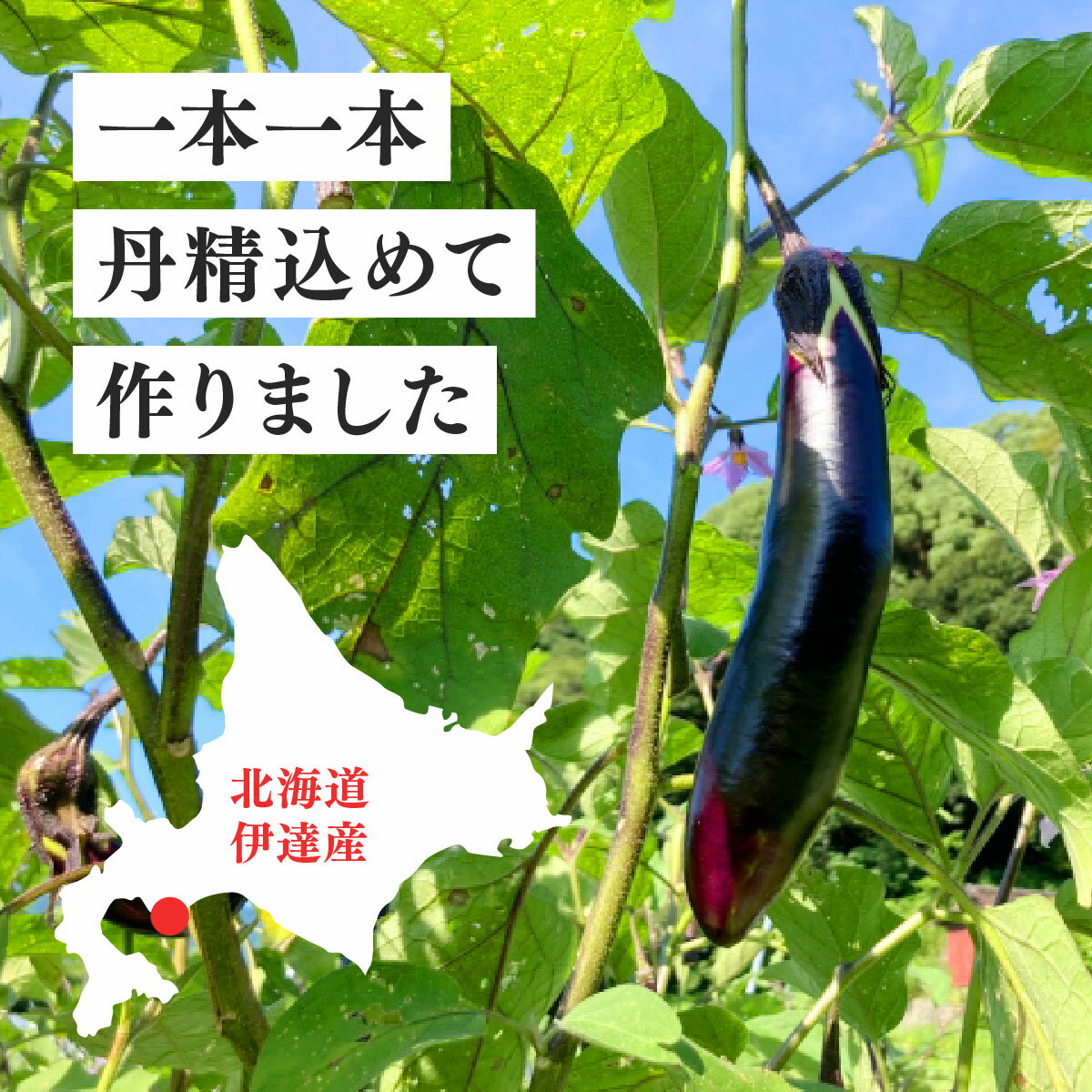 【ふるさと納税】＜先行予約＞北海道伊達産 長ナス 3kg 詰め [2026年発送]【ogr-001】