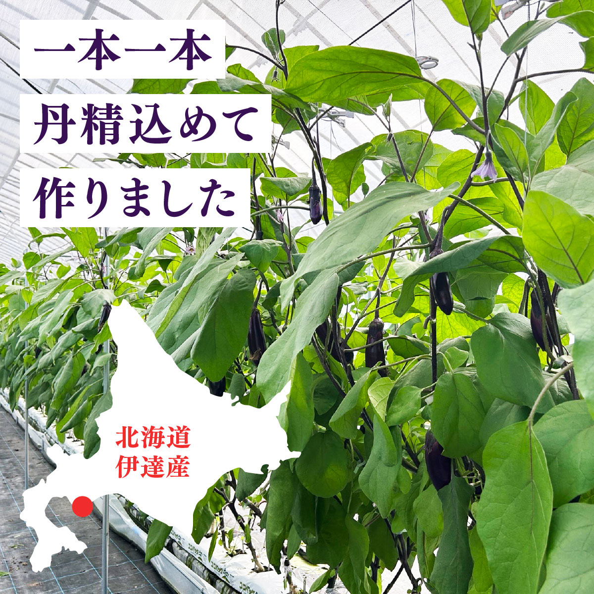 北海道伊達市の【ふるさと納税】＜先行予約＞北海道伊達産 長ナス 3kg 詰め [2026年発送]【ogr-001】｜アングル2
