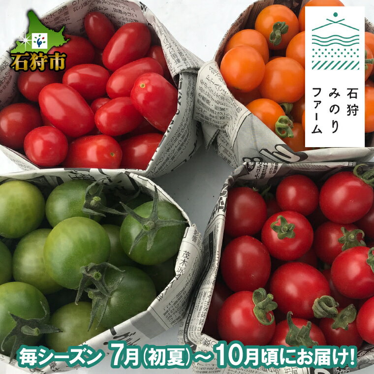 【ふるさと納税】野菜 トマト 北海道産【2024年7月頃～発送予定】石狩みのりファームのミニトマト（1.2kgまたは2kg）1．2キロ 1.2キロ 2キロ 2キロ プチトマト 石狩市 北海道 とまと 人気 野菜 やさい 直送 みにとまと まとめ買い 一括購入（のし対応）