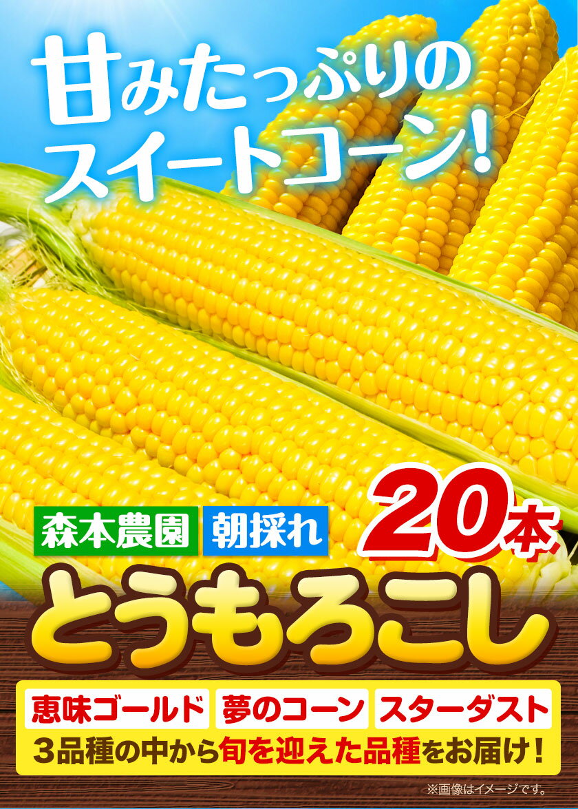 【ふるさと納税】 森本農園 とうもろこし 20本セット スイートコーン 恵味ゴールド 夢のコーン スターダスト から旬の品種をお届け 朝どれ 朝採れ トウモロコシ コーン 野菜 旬の品種 旬 たっぷり BBQ 北海道産 当別産 北海道 石狩 森本農園