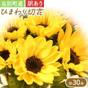【ふるさと納税】【訳あり】ひまわり 切花 30本 黄色 オレンジ 四季農場《6月上旬-10月中旬頃出荷》北海道 当別町 花 お花 はな ひまわり 夏 切り花 冷...