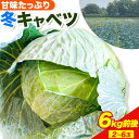 【ふるさと納税】（令和6年発送先行受付）石田ファームの冬キャベツ6kgセット 石田ファーム キャベツ こげつ 湖月 こんごう 金剛 おきな 野菜ソムリエ 秋キャベツ 大玉 北海道産 セット 国産 餃子 ロールキャベツ 野菜炒め 緑黄色 野菜 6kg