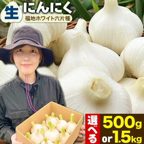 【ふるさと納税】（令和6年先行受付）生にんにく（福地ホワイト六片種）500g or 1.5kgにんにく 福地ホワイト 500g 1500g　北海道産 国産 スパイス ガーリック お肉 肉 アヒージョ 便利 普段使い 万能 調味料 焼肉 BBQ 1