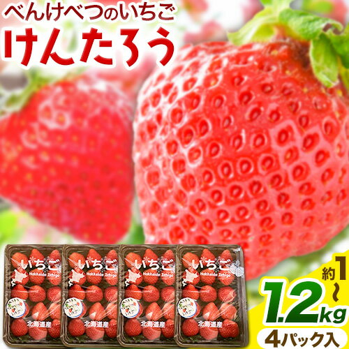 【ふるさと納税】 いちご 苺 当別町産 べんけべつのいちご けんたろう 約1～1.2kg (1箱4パック入り) 齊藤義也 《5月下旬-6月下旬頃より出荷予定》 北海道 当別町 送料無料 イチゴ フルーツ 果物 北海道産 お取り寄せフルーツ