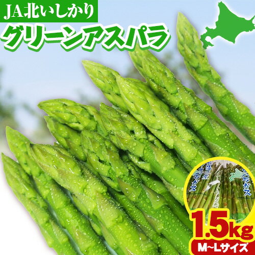 【ふるさと納税】 JA北いしかり グリーンアスパラ （M～Lサイズ） 1.5kg アスパラガス 甘くてシャキシャキ とれたて 旬 新鮮 北海道産 アスパラ 野菜 サラダ 天ぷら 肉巻き バーベキュー 送料無料 北海道 石狩 北石狩農業協同組合のサムネイル