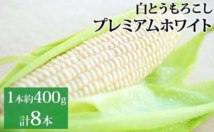 【ふるさと納税】新しのつ産 とうもろこし「プレミアムホワイト」 2L 8本　【野菜・とうもろこし】　お届け：2024年7月上旬～7月中旬まで随時出荷