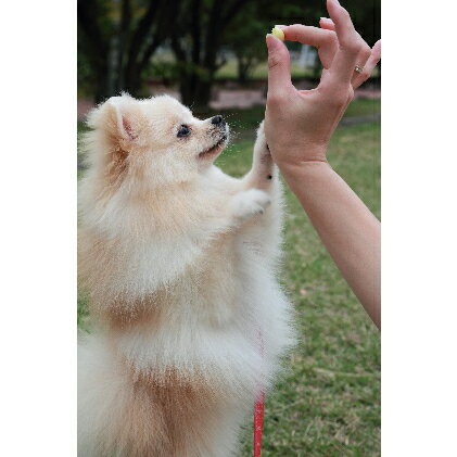 【ふるさと納税】米どころが作る無添加小型犬用おやつ『おりこうさんパフ』セット 2種各3パック　【加工...