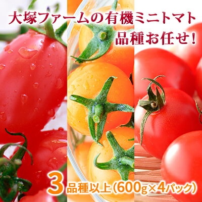 【ふるさと納税】大塚ファームの 有機 ミニトマト 3品種以上（600g×4P）北海道 新篠津村 ミニトマト 限定 とまと 送料無料 野菜 ミニトマト 　お届け：2024年7月中旬～9月下旬（随時配送）のサムネイル