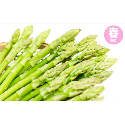 グリーンアスパラガス（春採り）約800g　【アスパラガス・野菜・グリーンアスパラ・春採り・1kg・ハウス栽培】　お届け：4月中旬から随時配送