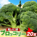 【ふるさと納税】北海道 新しのつ産 ブロッコリー 20玉 グリーン野菜 旬 野菜 甘い お取り寄せ 国産 農作物 JA新しのつ 送料無料 新篠津村 お届け:2025年7月1日から2025年10月31日まで