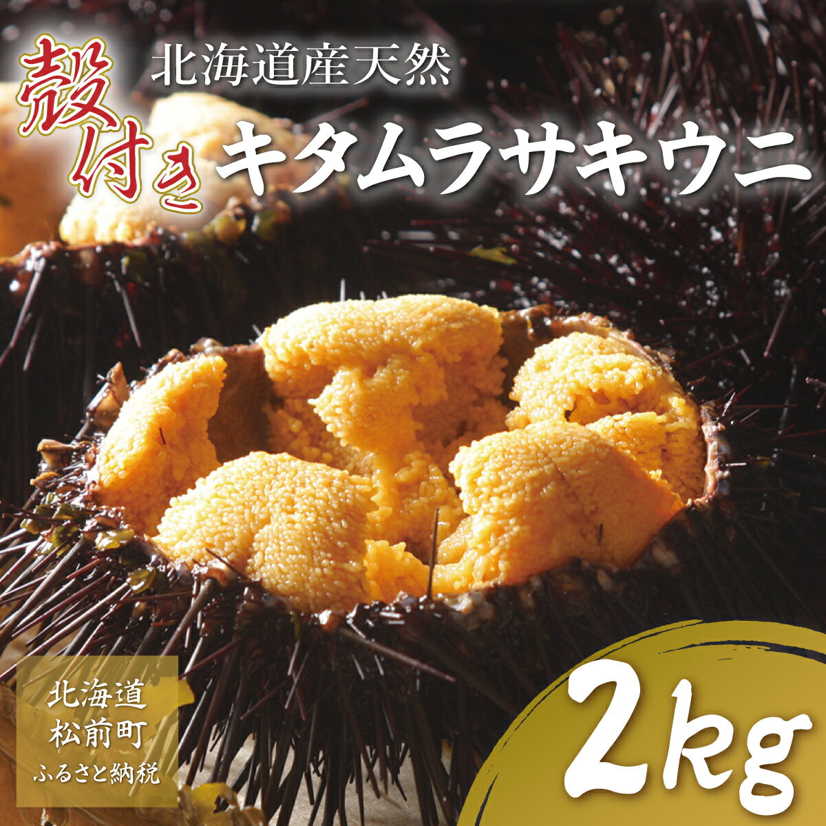 【ふるさと納税】【先行予約】【北海道産】天然殻付きキタムラサキウニ 2kg(2024年6月以降順次発送) ふるさと納税 ウニ うに 雲丹 天然 北海道 殻付き 松前町 MATB012