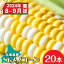 【ふるさと納税】【2024年8月～9月発送分】予約受付 北海道産 甘い とうもろこし ユメノコーン 20本【橋本農園】とうもろこし 野菜 とうきび 北海道産 コーン 知内町 ふるさと納税 とうもろこしと 【SS007】