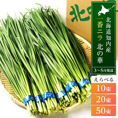 【ふるさと納税】知内産 1番ニラ！！「北の華」選べる10束～50束【JA新はこだて】ニラ 野菜 にら 北海道産 北の華 知内町 ふるさと納税