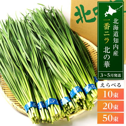 知内産 1番ニラ！！「北の華」選べる10束～50束【JA新はこだて】ニラ 野菜 にら 北海道産 北の華 知内町 ふるさと納税