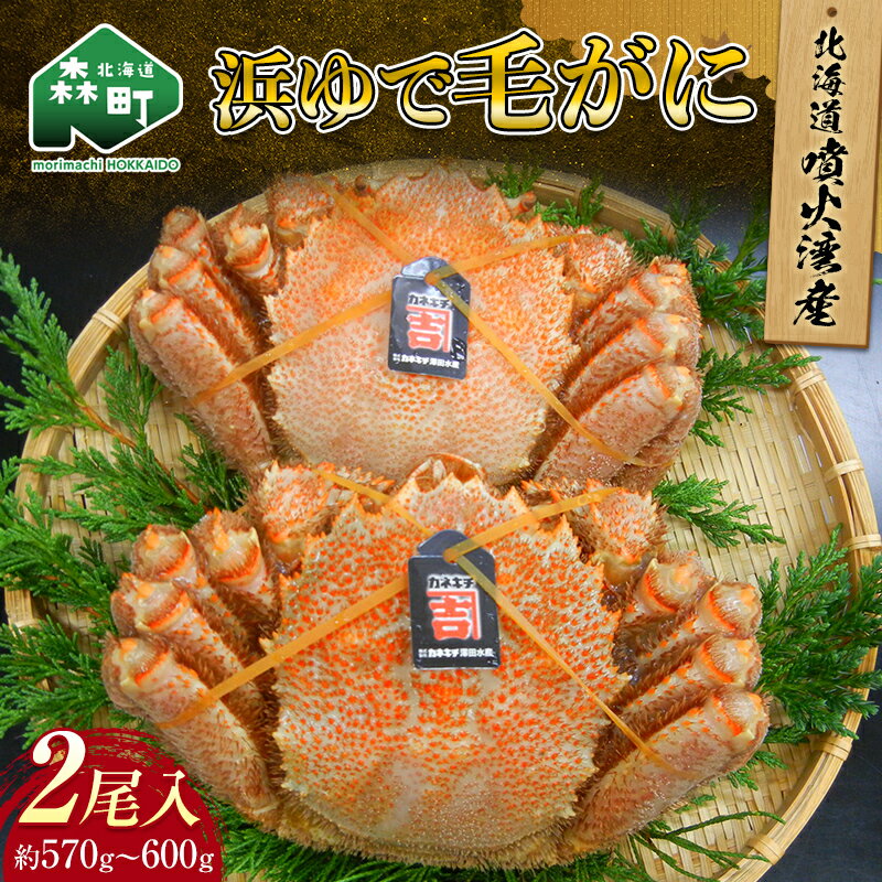 16位! 口コミ数「5件」評価「4.2」北海道噴火湾産「カネキチ」浜ゆで毛がに2尾入（約570～600g）＜カネキチ澤田水産＞ かに カニ 蟹 ガニ がに 森町 ふるさと納税 北海･･･ 