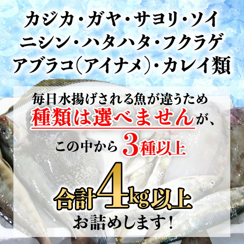 【ふるさと納税】北海道森町産 噴火湾とれたて鮮魚福袋4kg以上 アブラコ（アイナメ） カレイ類 カジカ ソイ ガヤ ニシン ハタハタ フクラゲ サヨリ 鮮魚 海鮮 焼き魚 煮付け 鍋 北海道 森町 mr1-0149