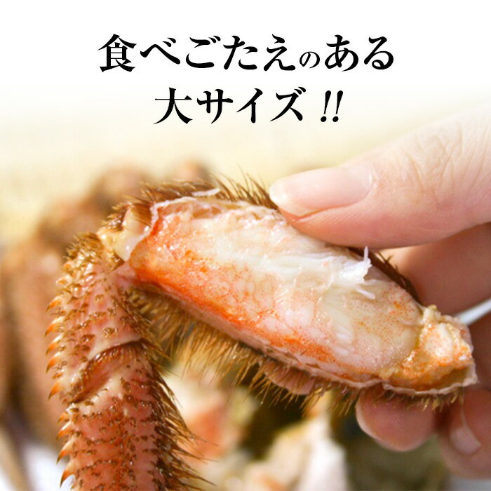 【ふるさと納税】【北海道産】 浜ゆで毛ガニ×1尾＜道産ネットミツハシ＞ かに カニ 蟹 ガニ がに 森町 ふるさと納税 北海道 毛蟹 毛かに 毛ガニ 毛カニ mr1-0191