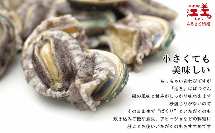 【ふるさと納税】《訳あり数量限定》北海道産小粒な「活」蝦夷あわび20個50mm前後小さいサイズ陸上養殖なので砂混じりなし生食はもちろん、煮貝やあわび料理にも活あわび鮑生食可炊き込みごはんアヒージョカレー
