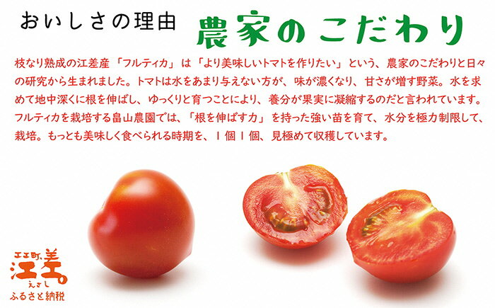 7月より順次採れたて発送》枝なり熟成 海外限定 北海道江差産 高糖度フルーツトマト フルティカ 約700g 350g×2パック 甘熟  夏のおやつにあま～いトマト 中玉 完熟トマト ミディアムサイズ