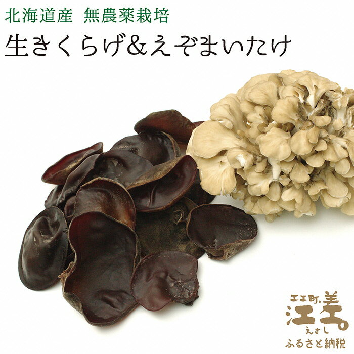 【ふるさと納税】北海道産厳選生きくらげ&えぞまいたけ無農薬菌床栽培新鮮!朝採り発送種菌厳選豪華にひろがる肉厚な傘のえぞまいたけ肉厚でプリプリ、シャキッと食感がたまらない生きくらげ安心・安全・美味しい低カロリー食物繊維しぶたの毎日きのこ
