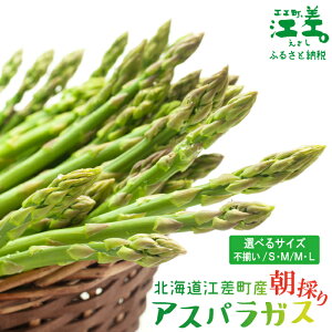 【ふるさと納税】《夏芽 予約受付 6月中旬~順次出荷》2025年 北海道江差町産 アスパラガス〈選べる容量 M・L/S・M/訳あり不揃い〉1kg 朝採り 農家直送 新鮮 鮮度保持 北海道 旬野菜 グリーンアスパラ アスパラガス 贈答 ギフト