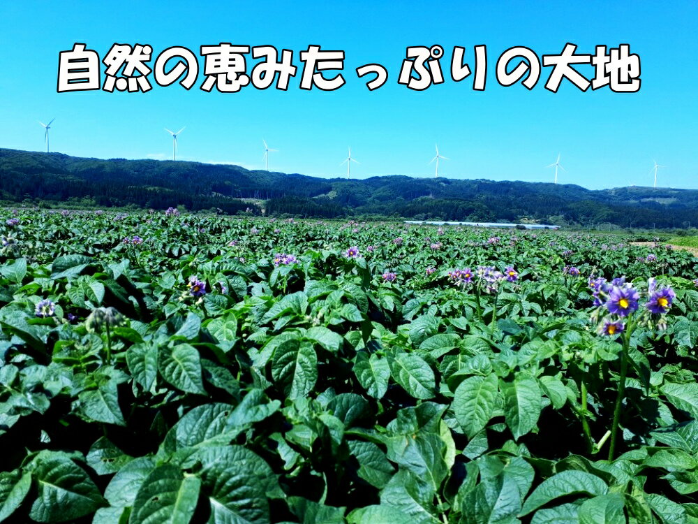 【ふるさと納税】【2025年発送】北海道上ノ国町産 おいしい馬鈴薯「メークイン」　2Lサイズ×10kg　ジャガイモ　じゃがいも　芋　肉じゃが　じゃがバター　野菜　カレー　ほくほく芋