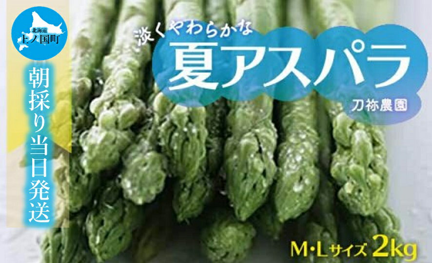 北海道上ノ国町産 朝採り当日発送 刀祢農園の夏アスパラ M～L（2kg）アスパラガス グリーンアスパラ アスパラ 北海道 朝採れ 朝採り 産地直送 野菜 送料無料