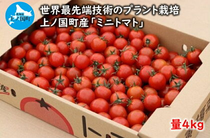 【2024年】北海道上ノ国町産 寅福菜園のミニトマト（4kg）