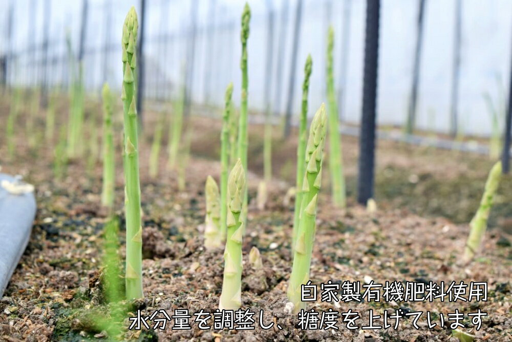 【ふるさと納税】【2024年夏発送】北海道上ノ国町産 わかさ農園の朝採れ 夏アスパラ L～2L（2kg）　アスパラガス グリーンアスパラ アスパラ 北海道 朝採れ 朝採り 産地直送 野菜 送料無料