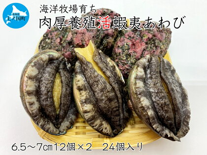 【緊急支援品】北海道産 上ノ国町 海洋牧場育ち養殖活蝦夷あわび（6.5～7cm×12個×2　24個）　活アワビ　鮑　海鮮　産地直送 魚介類　おせち食材