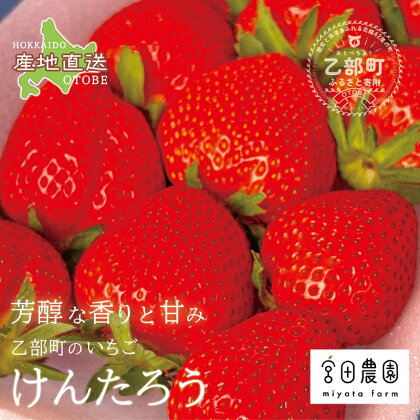 ＜けんたろういちご　2パック＞宮田農園 北海道 乙部町 いちご 国産いちご イチゴ 人気 果物 美味しい おいしい 甘い あまい