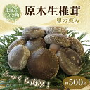 【ふるさと納税】北海道産 原木生椎茸 里の恵 500g しいたけ 椎茸 きのこ 旨み ふっくら 肉厚 安心 安全 無農薬 原木 原木栽培 濃厚 味わい 鍋 バターソテー F21W-091