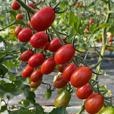 北海道島牧村の画像3