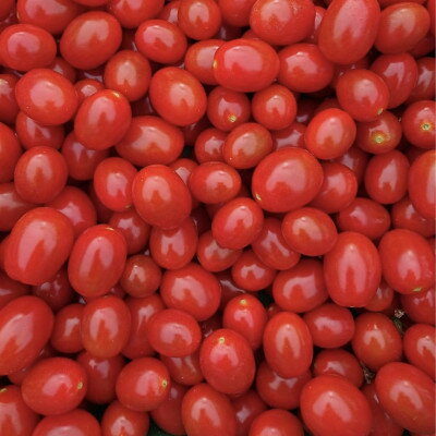 北海道島牧村の画像3