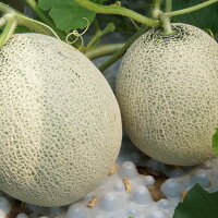 【ふるさと納税】らんこしメロン(赤肉)2玉