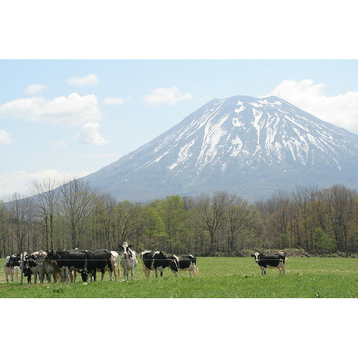 【ふるさと納税】ニセコ高橋牧場ミルク工房 のむヨーグルト （小）20本　/ 北海道 ニセコ 高橋牧場 ミルク工房 150ml 20本 のむヨーグルト 飲むヨーグルト ヨーグルト 乳製品 乳酸菌 発酵 ふるさと納税 【03002】