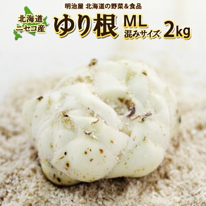 ＜早期予約＞北海道ニセコ町 ゆり根M-L混みサイズ2kg【2024年産】【3200401】