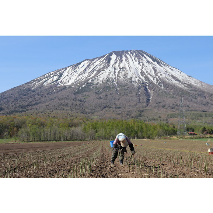 【ふるさと納税】＜数量限定・早期予約＞北海道真狩村産　グリーンアスパラ約1kg[2024年産]【01079】