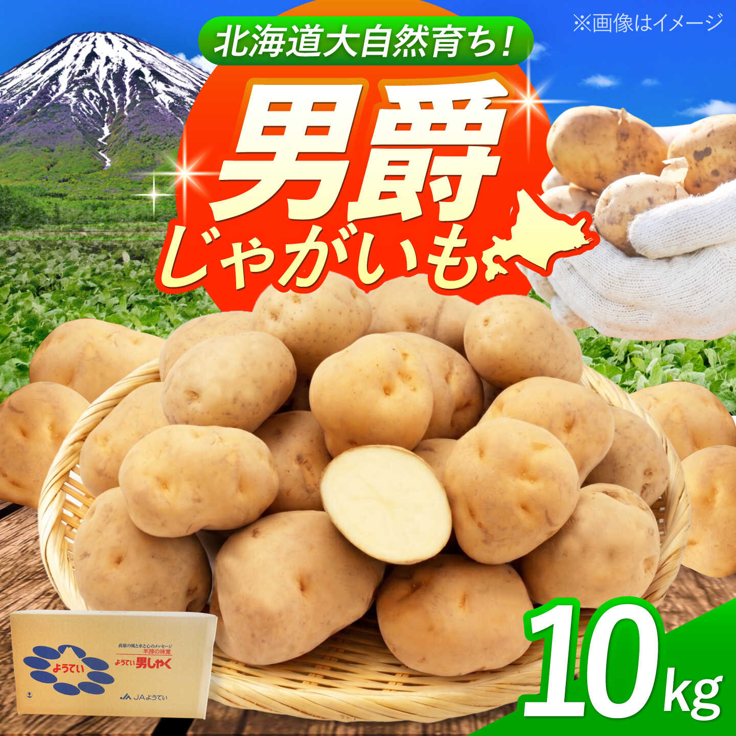 じゃがいも 男爵芋 10kg | じゃがいも ジャガイモ 男爵芋 野菜 季節の野菜 北海道 産地直送 先行予約 | 株式会社Aコープようてい[BPAT002]