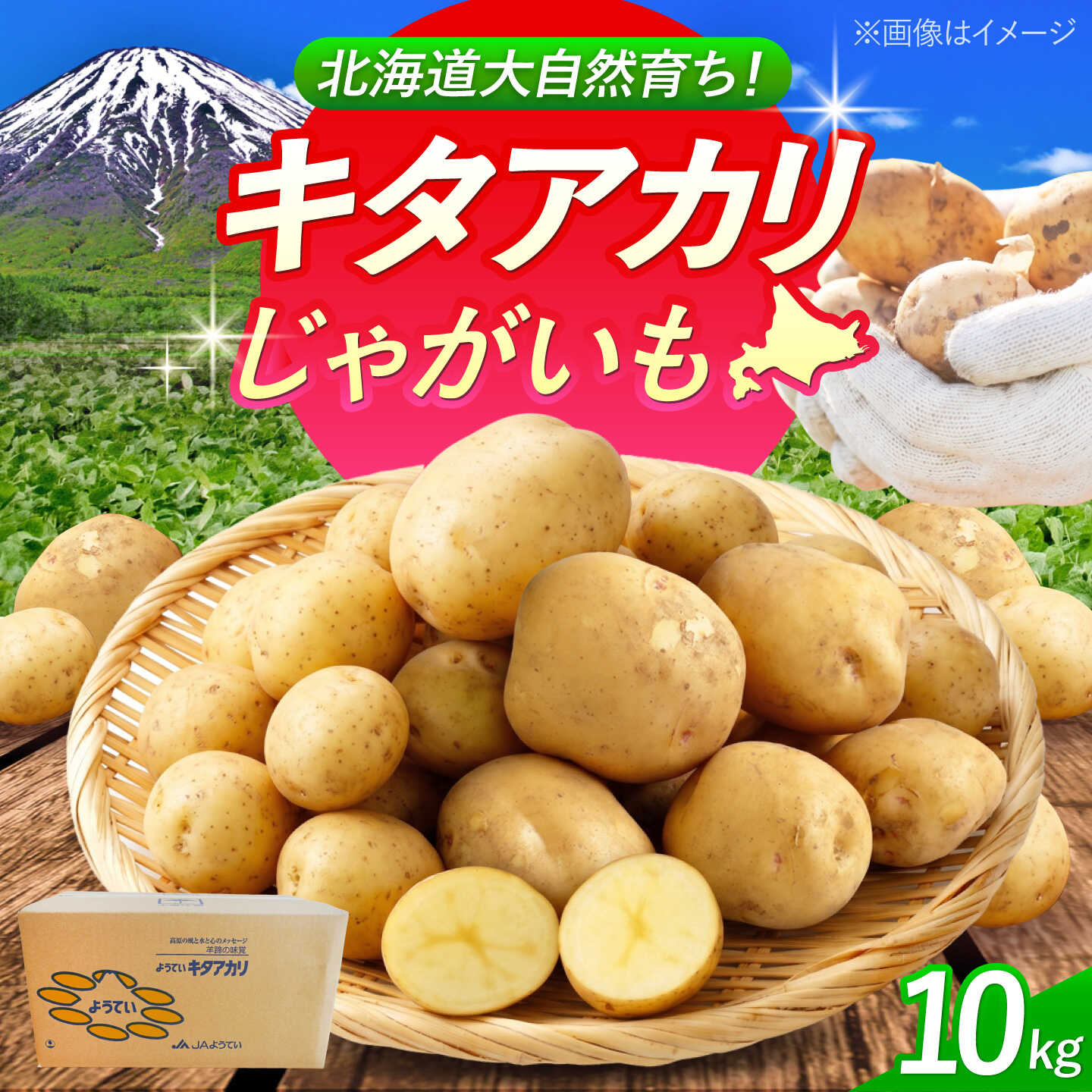 じゃがいも キタアカリ 10kg | じゃがいも ジャガイモ キタアカリ 野菜 季節の野菜 北海道 産地直送 先行予約 | 株式会社Aコープようてい[BPAT005]