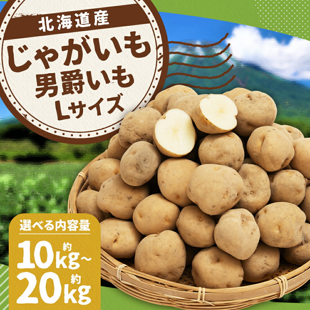【ふるさと納税】じゃがいも 男爵 約10kg/約20kg 選べる内容量 Lサイズ 芋 野菜 京極町産 北海道産 国産 送料無料【2025年9月下旬～2026年2月下旬に順次発送予定】