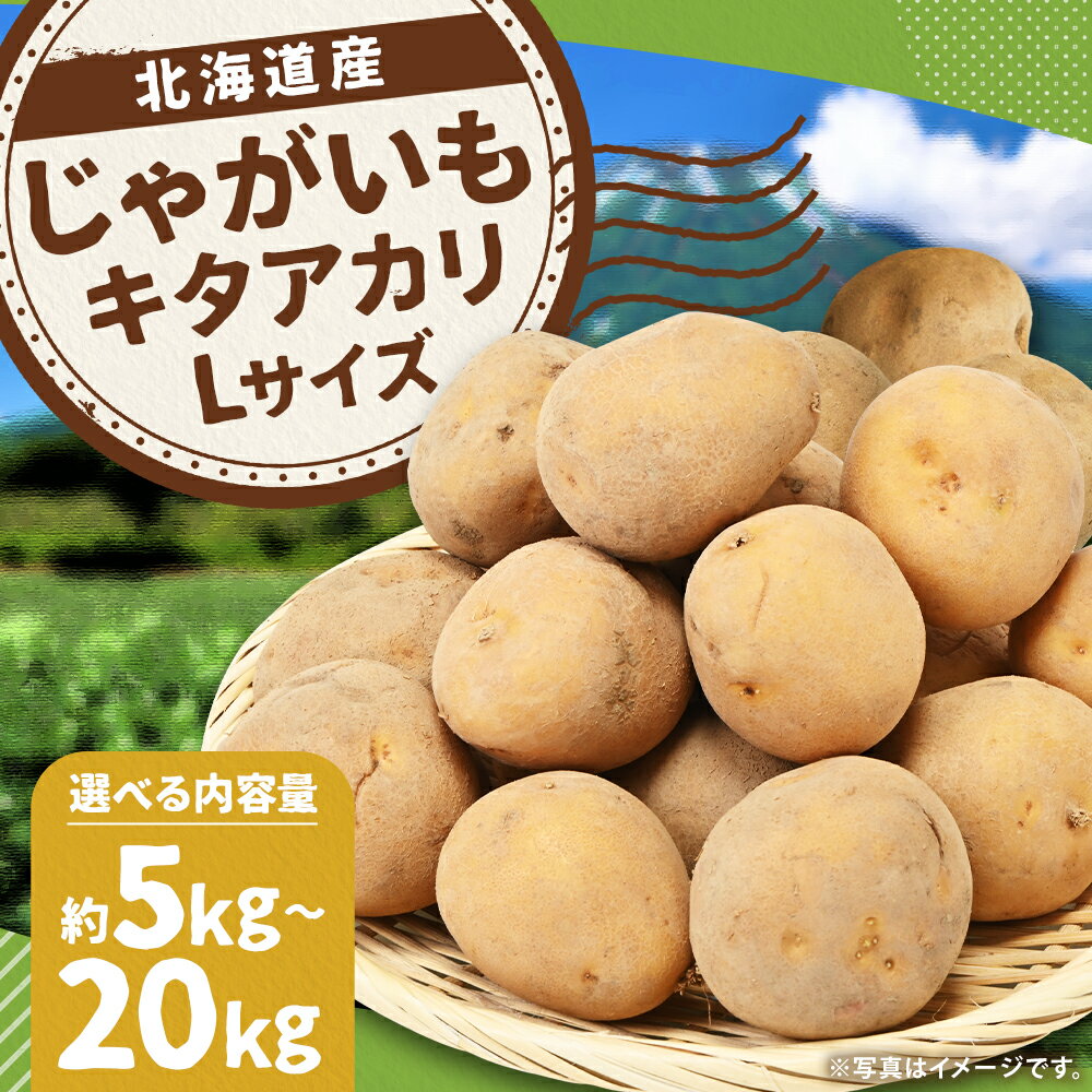 【ふるさと納税】じゃがいも キタアカリ 約5kg / 約10kg / 約20kg 選べる内容量 Lサイズ ジャガイモ じゃが芋 芋 野菜 京極町産 北海道産 国産 送料無料 【2025年9月下旬～12月下旬に順次発送予定】